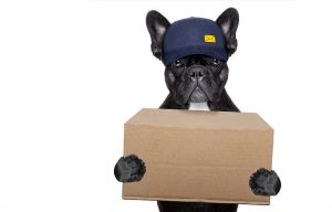 Post Dog Delivery Parcel